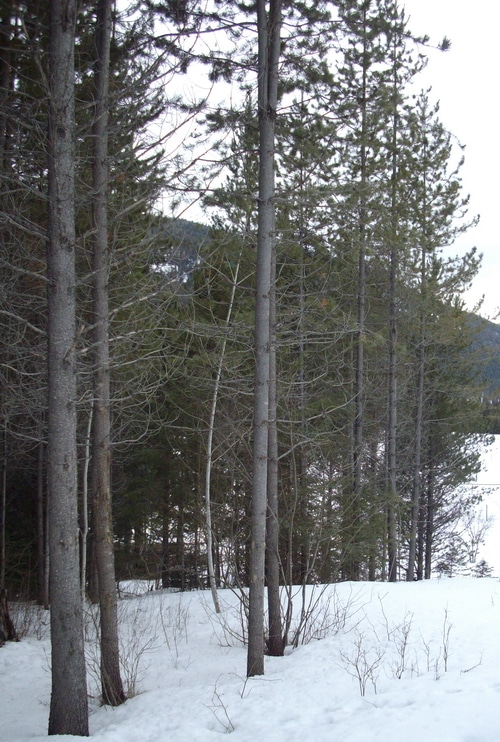 Lodgepole Pine Trees and our pasture in mid-March