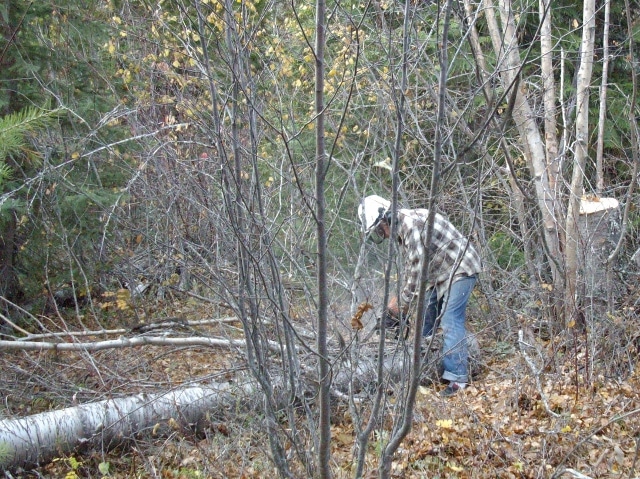 Cutting the Birch into rounds